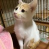 茶トラ模様の点々があるおチビちゃん♪ サムネイル2