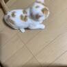 茶トラ模様の点々があるおチビちゃん♪ サムネイル3