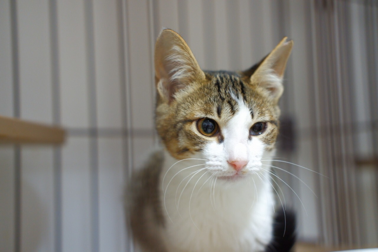 薄いキジ白人馴れしてきて 大阪府 猫の里親募集 3422 ペットのおうち 月間利用者150万人 薄いキジ白人馴れしてきて 大阪府 猫の里親募集 3422 ペットのおうち 月間利用者150万人