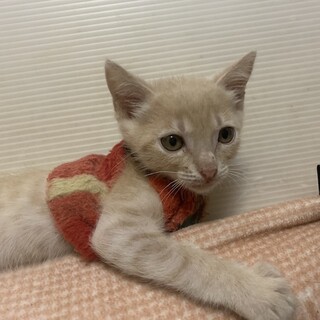 可愛い人懐こいパステル茶トラぎむれっと君
