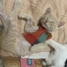 可愛い人懐こいパステル茶トラぎむれっと君 サムネイル2