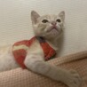 可愛い人懐こいパステル茶トラぎむれっと君 サムネイル7