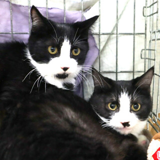 ソックス、タキシード兄弟