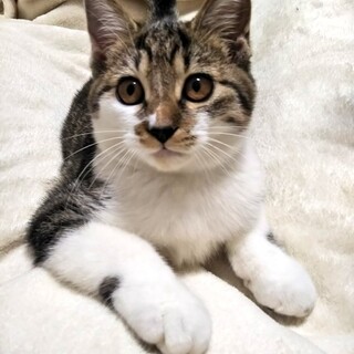 目が合えば、ゴロゴロが始まります♡キジシロ女子