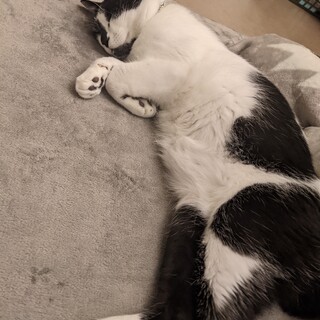 【急募】1歳8ヶ月の男の子