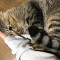 抱っこ大好きレオくん