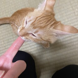 甘噛みとはいえ...