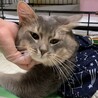 キリッと個性派ソマリ男の子 サムネイル2