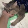 キリッと個性派ソマリ男の子 サムネイル3