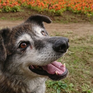 ブリンドルの美形男子☆ゴロー