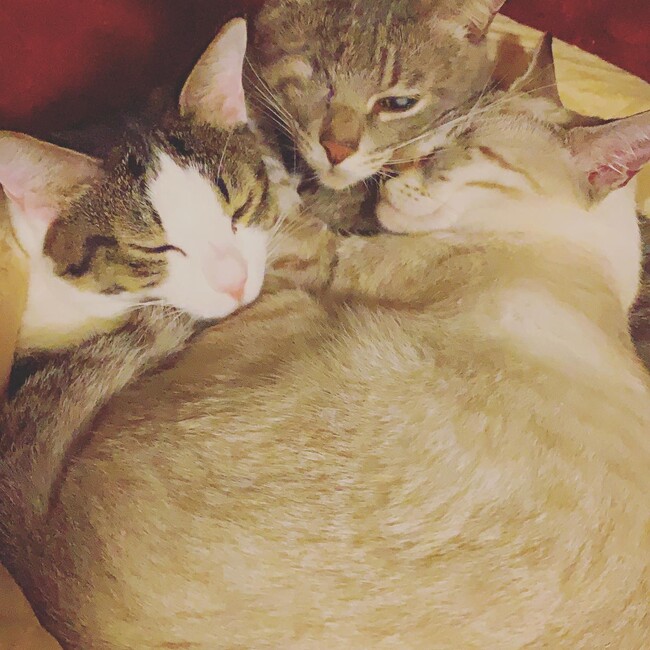 カマイファミリーのカバー写真