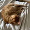 の写真