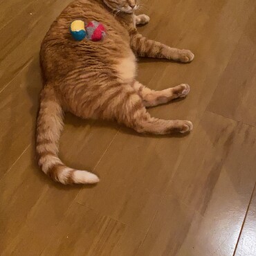 の写真