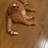 の写真