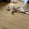 の写真