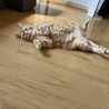の写真