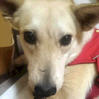 人との触れ合いお勉強中、愛らしいチセ