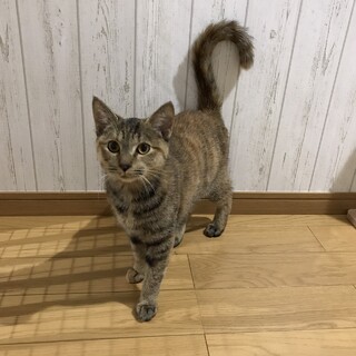 キレイな麦わらフランちゃん
