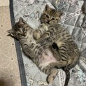 キジトラ　生後約1ヶ月と半月　画像の左の仔猫　一匹