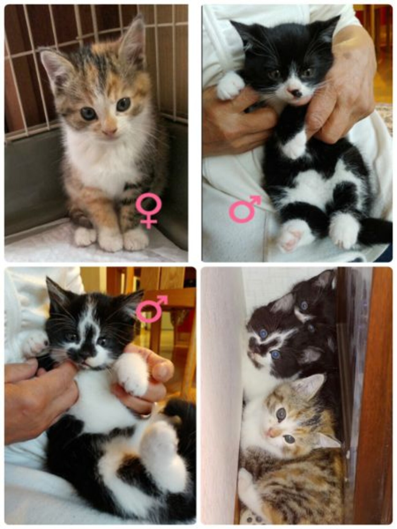 プクプクほわほわモコモコ３兄弟 愛知県 猫の里親募集 ペットのおうち 月間利用者150万人