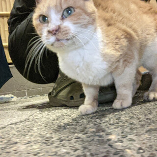 茶白　かなり人慣れしている女の子