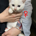 2ヶ月弱の子猫
