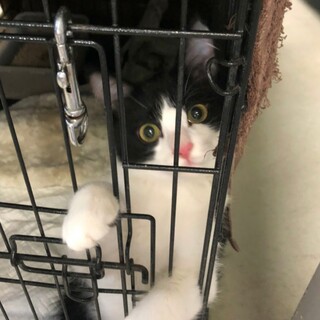 処分間近 人馴れ抜群 ハチワレくん