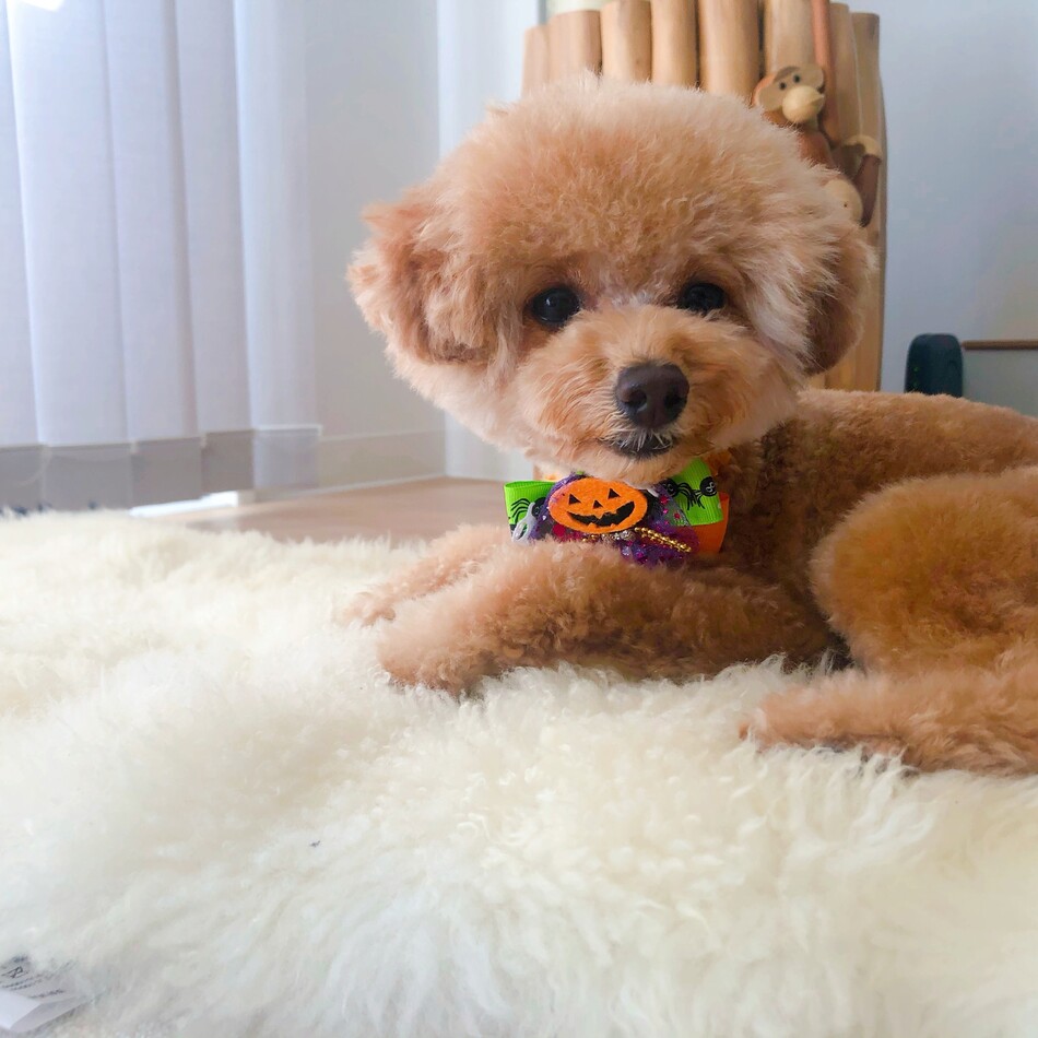 ぺぺのカバー写真