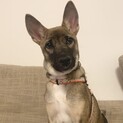 可愛いお顔の子犬マリーちゃん