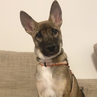 可愛いお顔の子犬マリーちゃん
