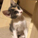 珍しいベージュとグレーの三毛猫ちゃん♪交渉中です。