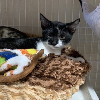 白黒やんちゃな男の子♡美猫キジ三毛ちゃんの兄弟