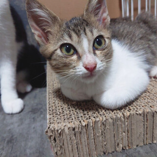 TNR現場からレスキューしたレモン君