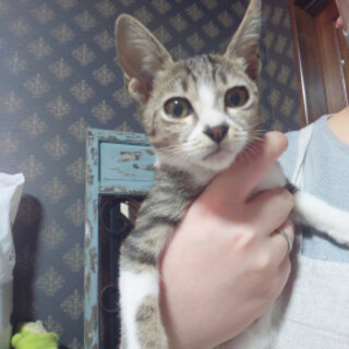 TNR現場で生まれていたメロン君