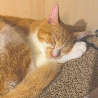 なでなで大好き 茶トラ兄弟(7ヶ月)