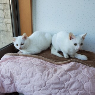 いつも一緒、ふわふわ白系兄妹