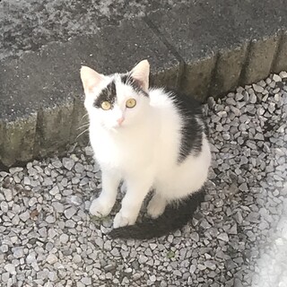 元野良猫の元気っ子