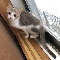 まね