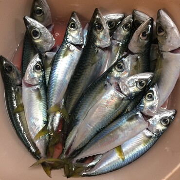 頑張れチャムチャム！帰ってきたら盛大にお魚パーだー٩( 'ω' )و