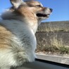 車に乗って喜んでいる様子
