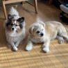 ひめとごんは仲良し