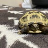 はたたま