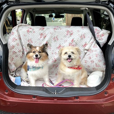 ひめもごんも車でお出かけするのが大好き