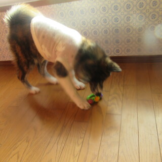 4か月秋田犬のかわいいぬいぐるみみたいな女の子