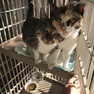 保護猫です