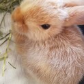 小柄、ネザーランドドワーフ1歳