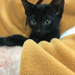 みやちか 猫の里親会