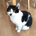 人が大好きな甘えたゴロニャン