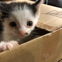 生後約１ヶ月ぐらいの4兄弟の子猫達