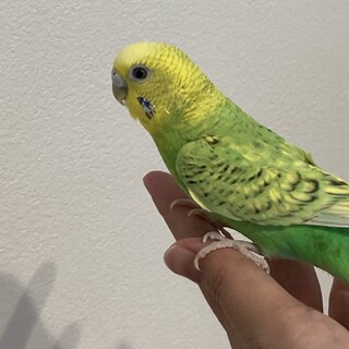 セキセイインコ1匹の里親募集